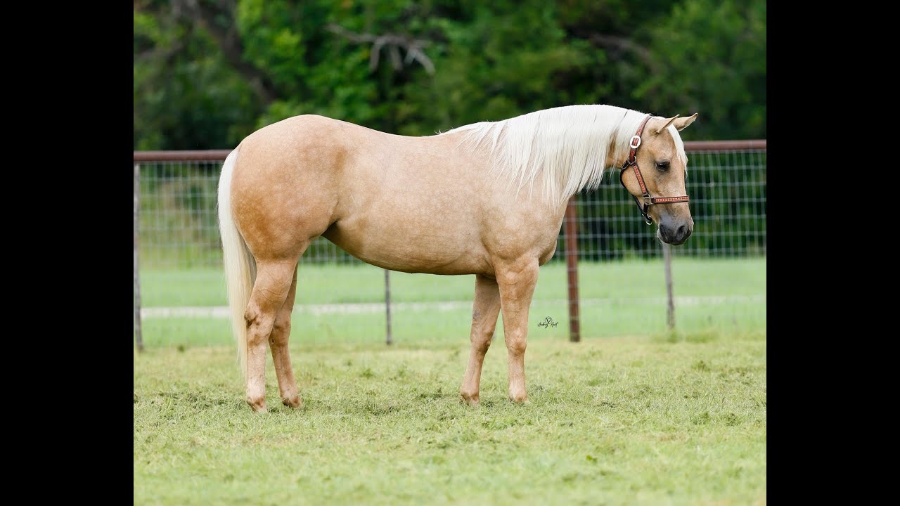 Princess Mentality  - Lot #339