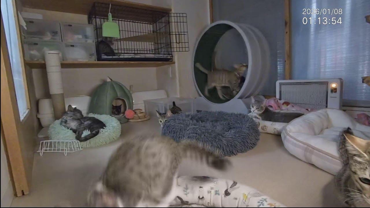 ■子猫9匹+α ■子猫室ライブ ■　20260107　13：18〜
