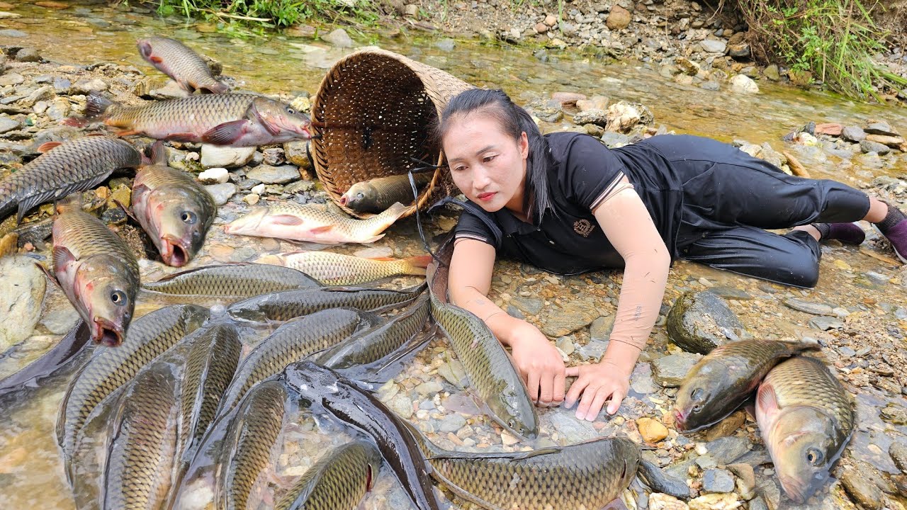 Catch fish & trap pond fish - Harvest chayote, purple sweet potato, giant bamboo shoots to sell