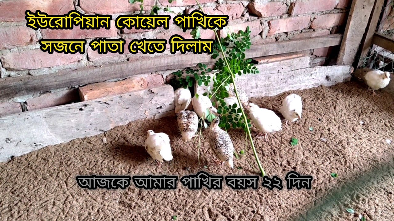 ইউরোপিয়ান কোয়েল পাখিকে সজনে পাতা খেতে দিলাম The European Quail feed the birds to eat sajan leaves