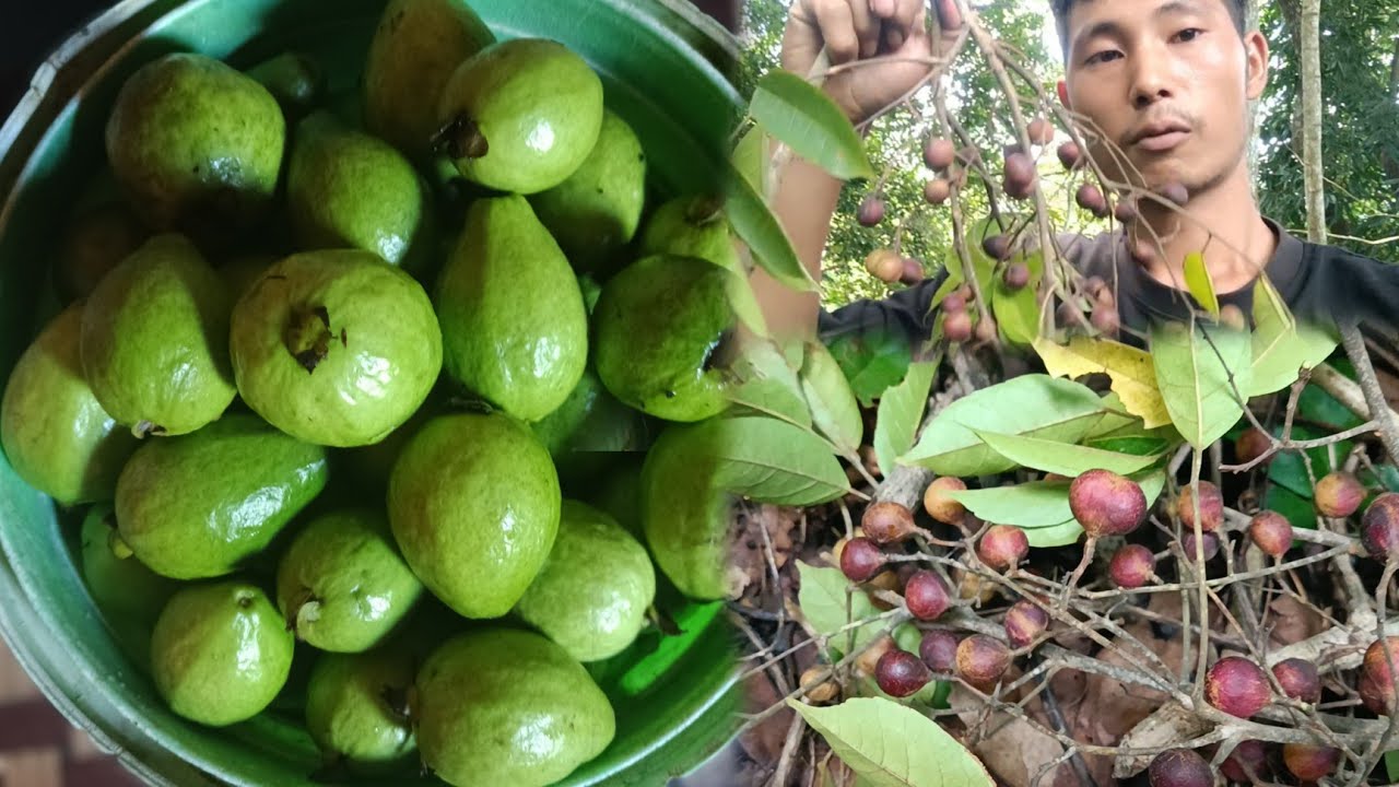 Today we are Eating jungle sour fruits and Guava its very sweet