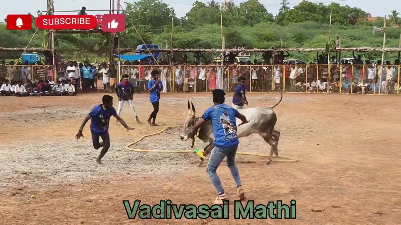 காளையார்கோவில் வடமாடு part - 3 # kalaiyar kovil vadamadu manjuvirattu # vadivasal # @vadivasalmathi