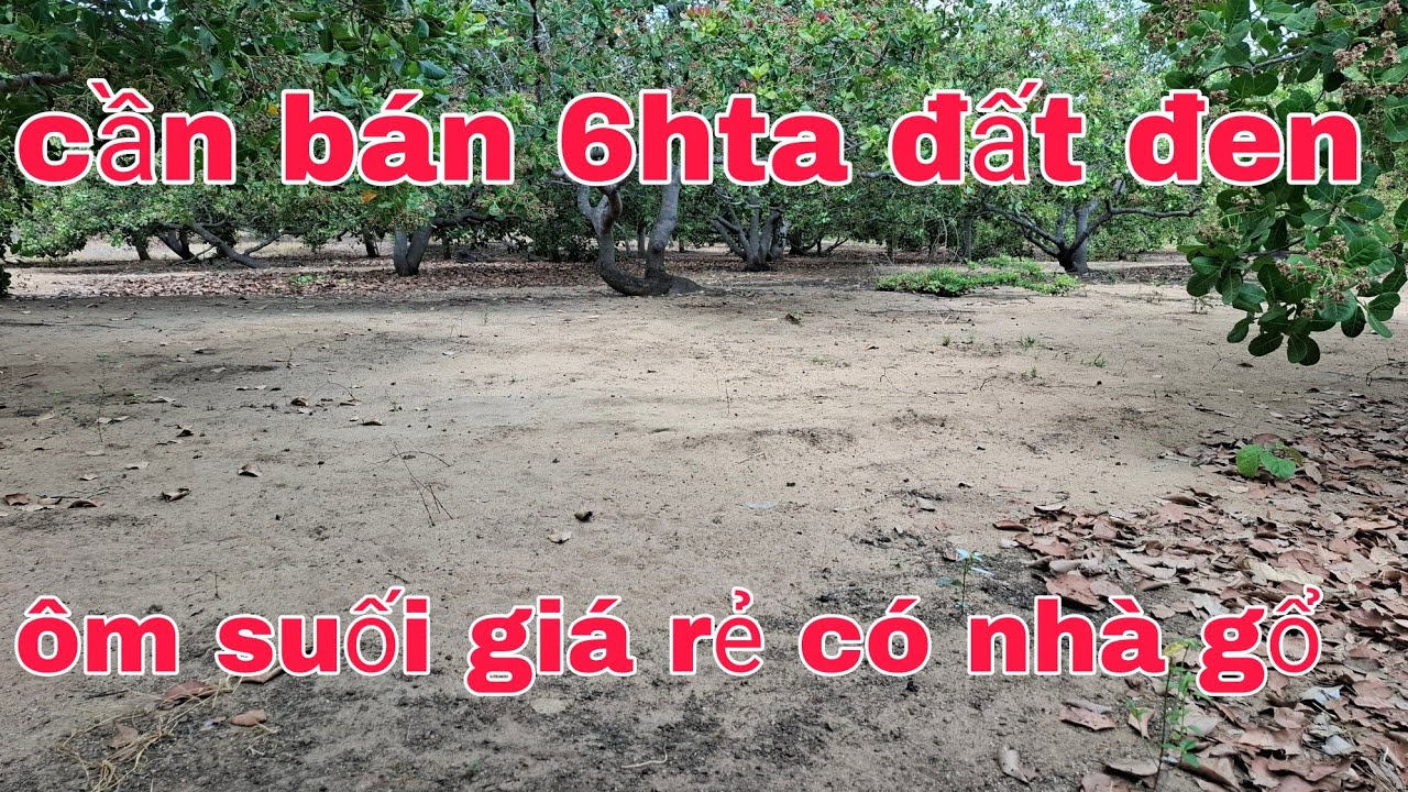 Cần bán 6hta đất đen ôm suối xe bán tải tới rẫy ac quan tâm lh 0905351444