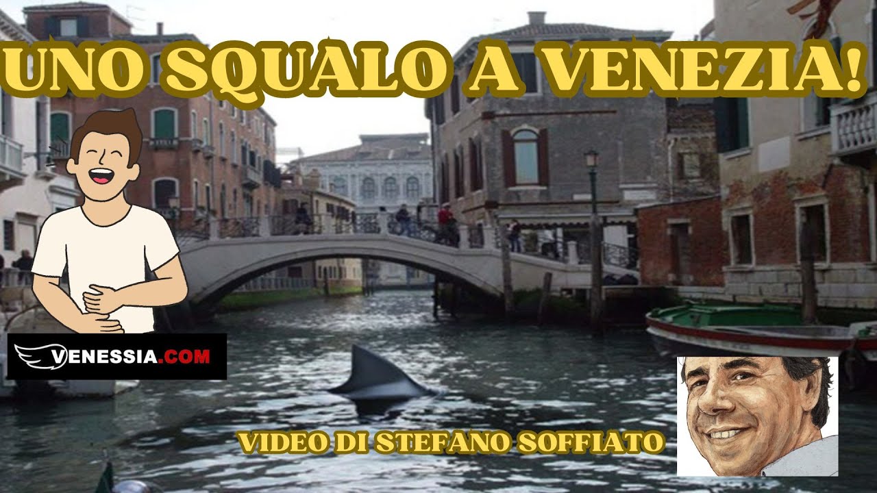 Uno squalo a Venezia