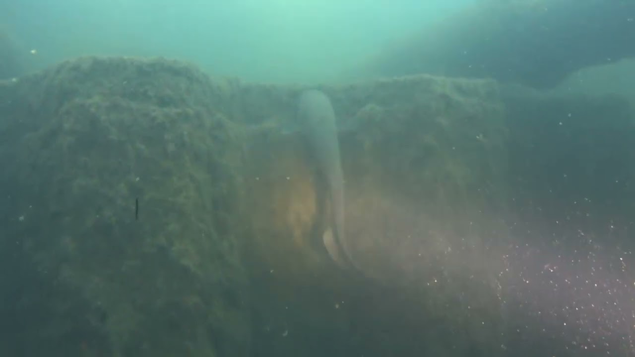 Tauchgang Vogelstangsee Mannheim 07/2022