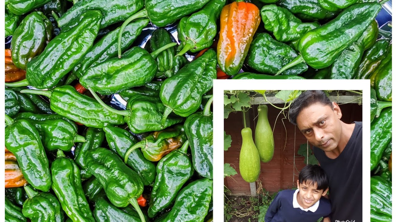 How To Overwinter Naga Morich Plant | ইংল্যান্ডের শীতে নাগা মরিচ গাছ কীভাবে রাখবেন