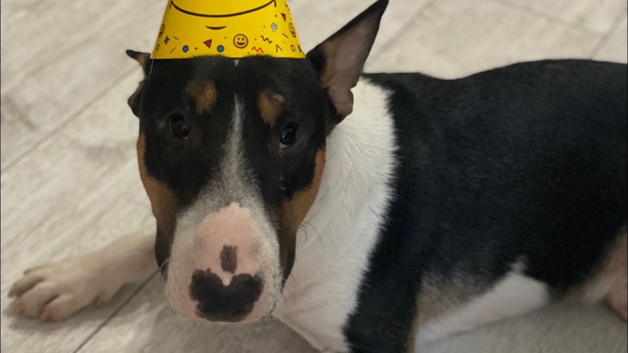 Miniature bull terrier (1years old) protection training