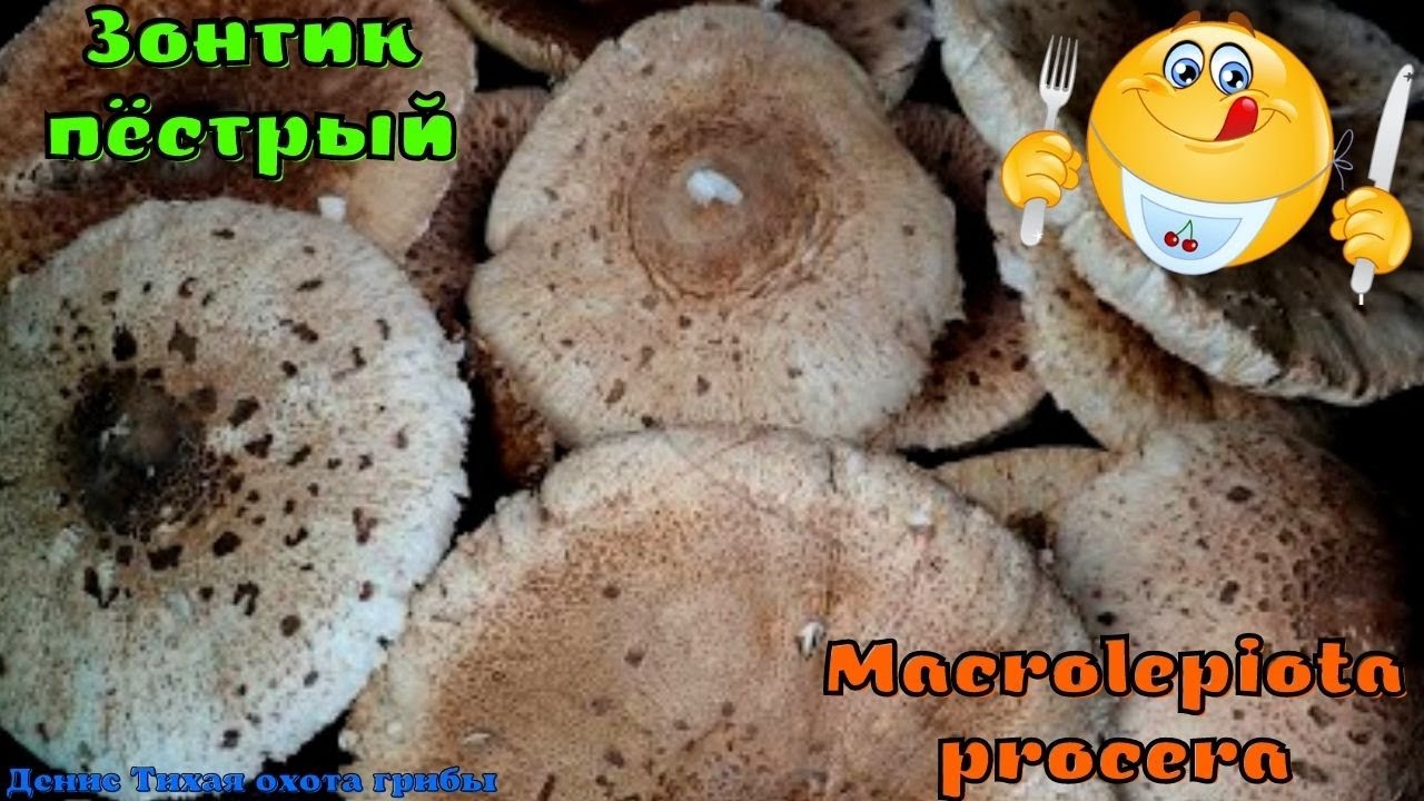 Зонтик пёстрый - набрал огромное ведро