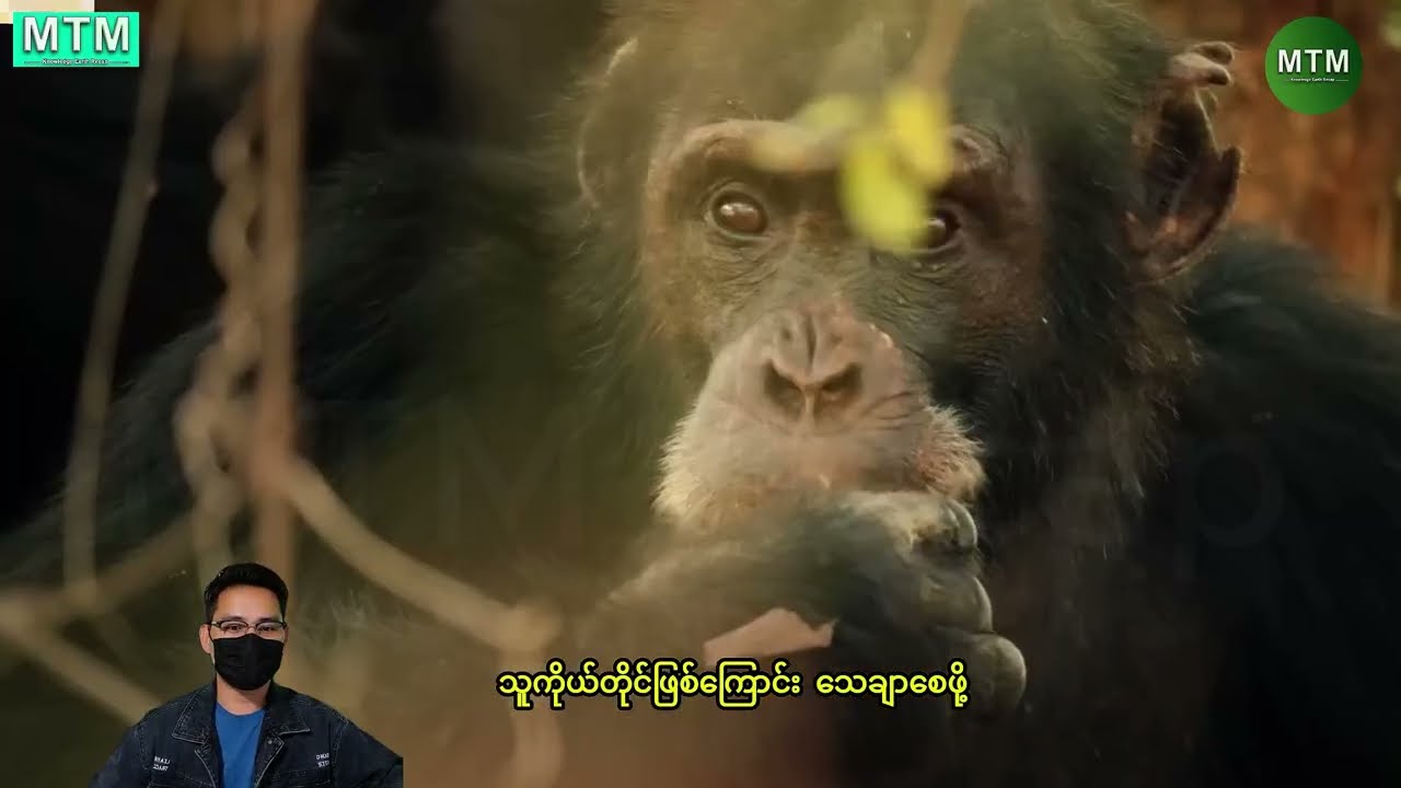 #chimpanzee မျောက်အုပ်စု အာဏာလုပွဲ