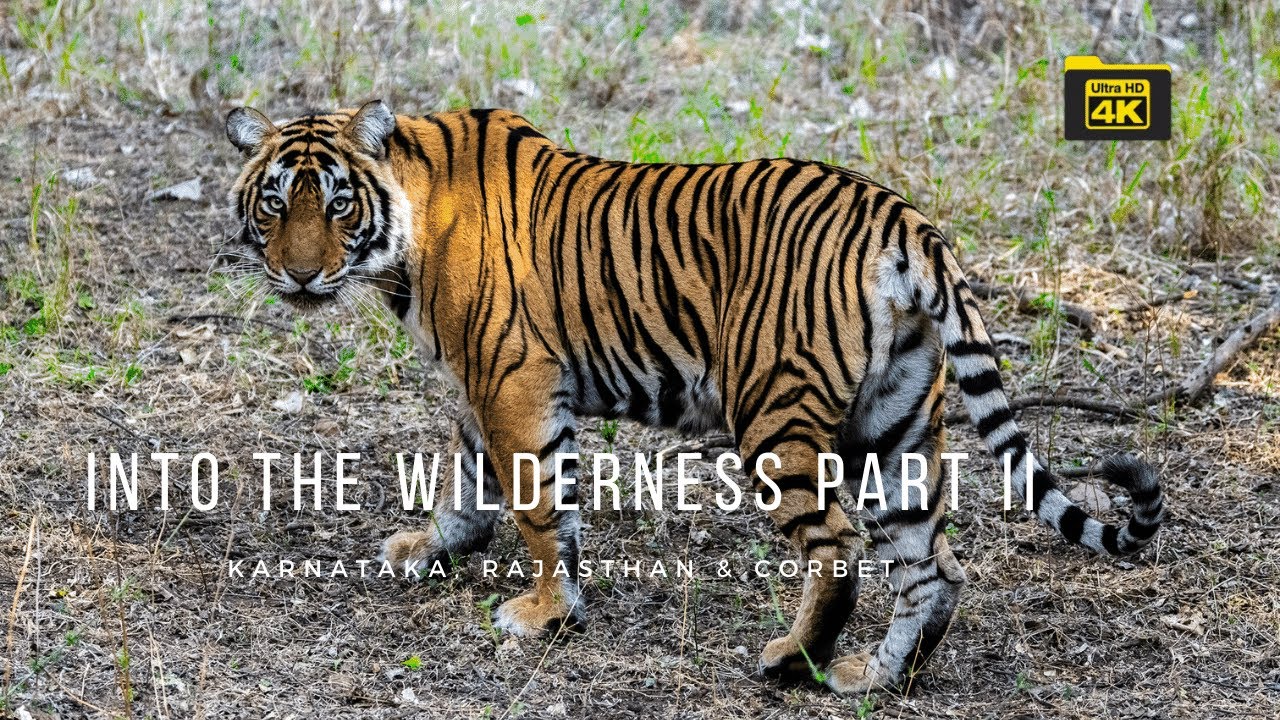 Into the Wilderness: The Great Tiger Trail | Indian Safari Film in 4K