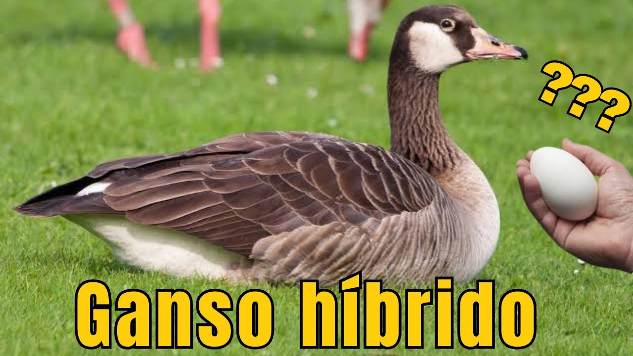 REPRODUÇÃO DO MEU GANSO HíBRIDO / FILHOTE DE PERU / 