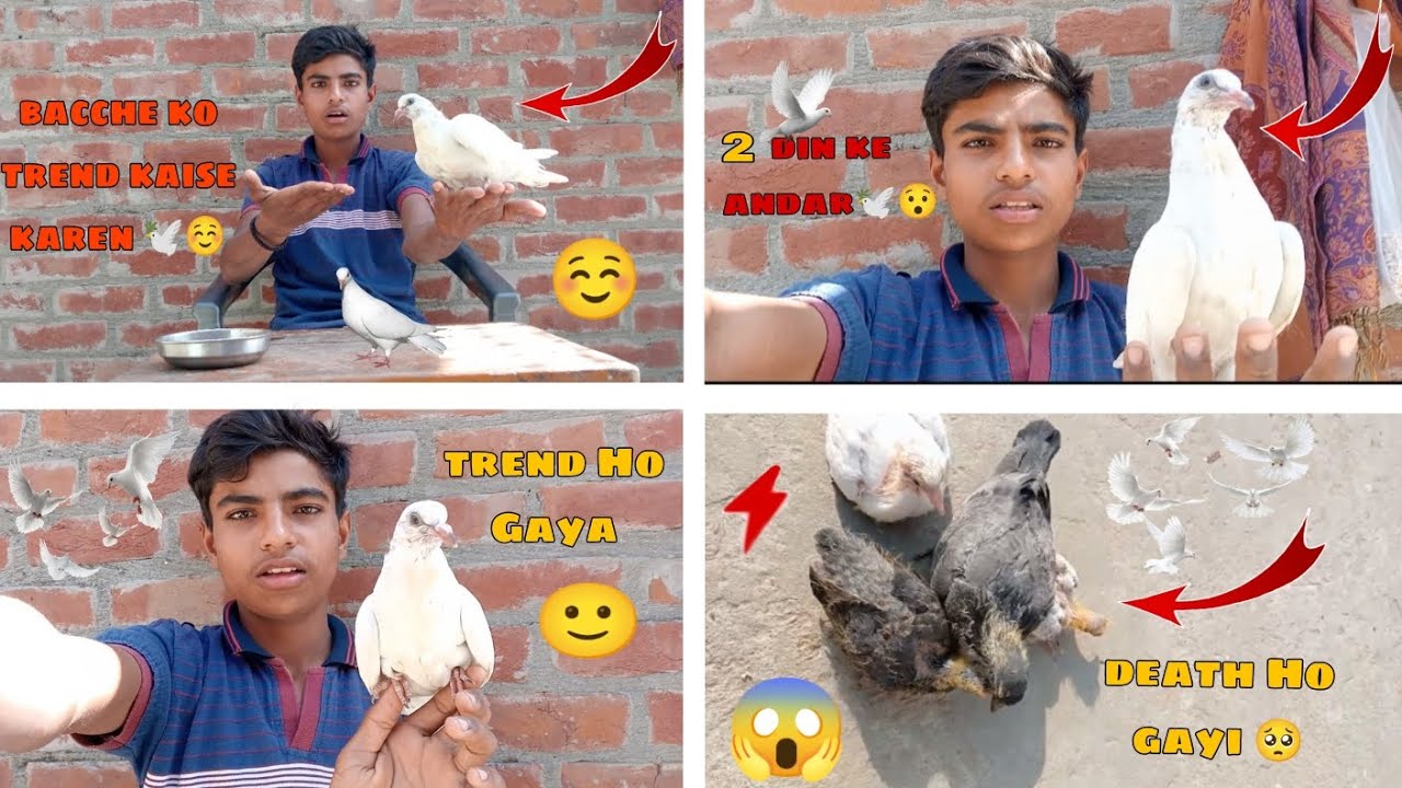 Kabutar ke bacche ko hath per kaise lagaen 🕊️♥️