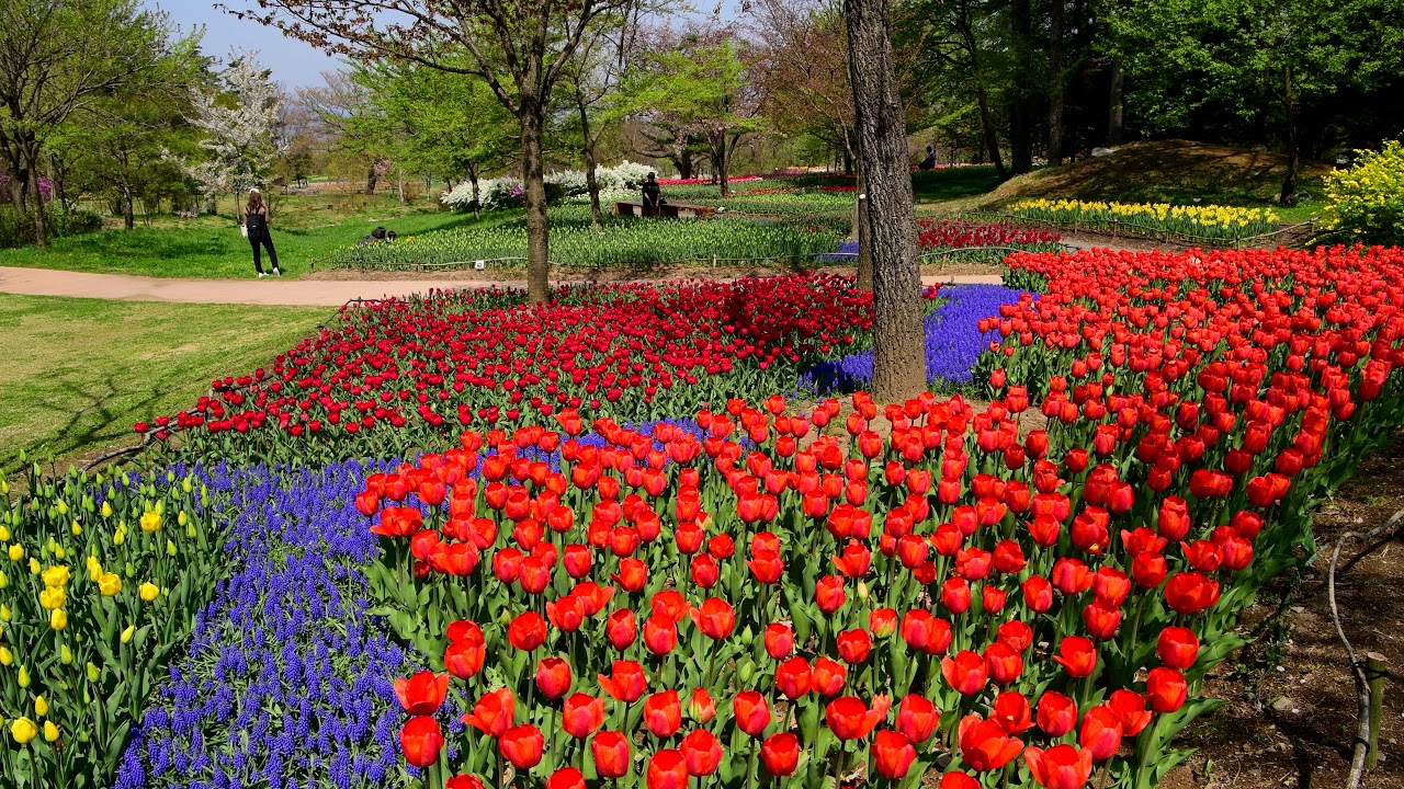 チューリップが咲く国営アルプスあづみ野公園・4K