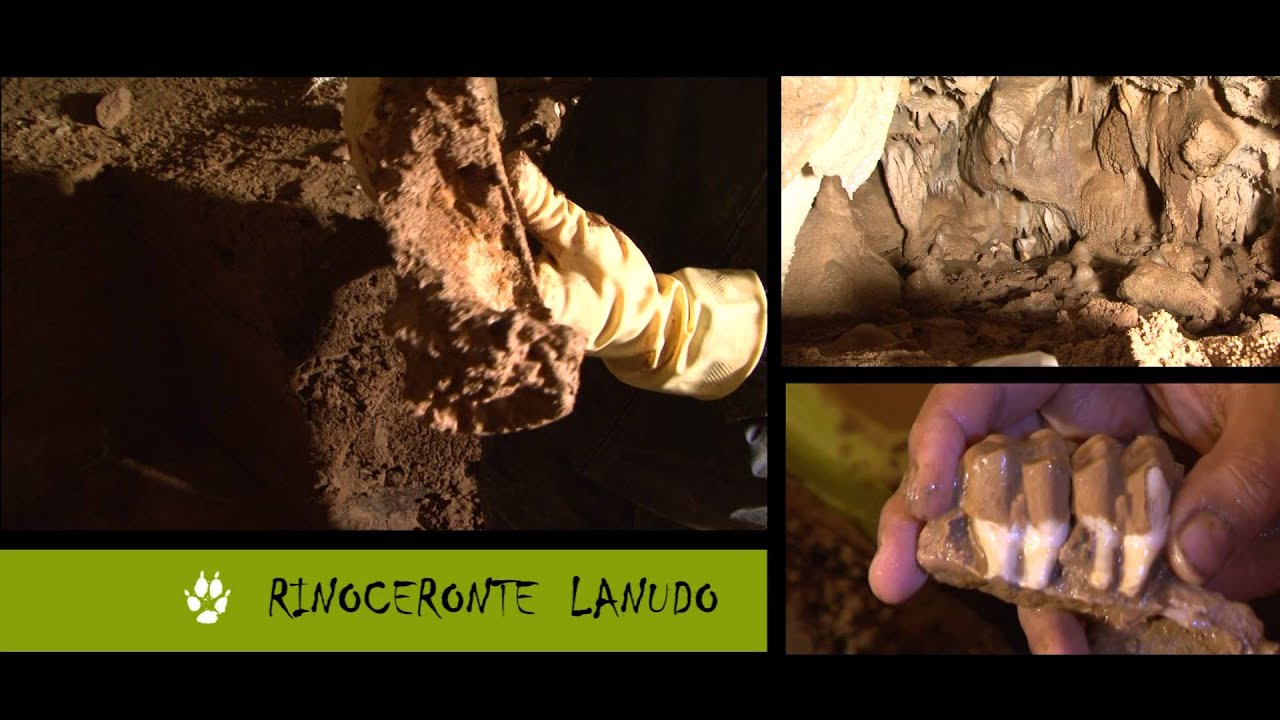 PGM 1 RINOCERONTE  LANUDO