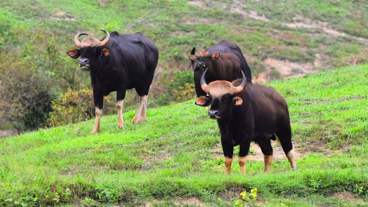 ผมเป็นกระทิงนะไม่ใช่ควาย ~ I'm a bull, not a buffalo. 🐃