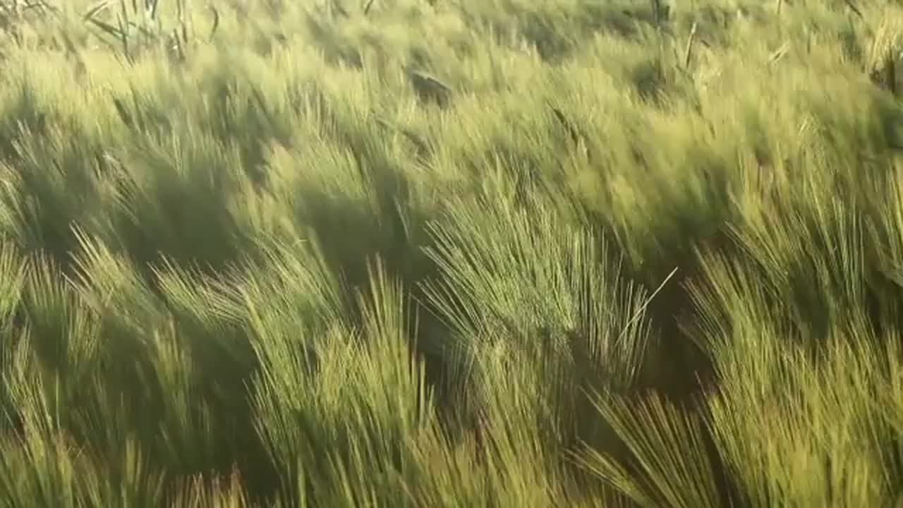 Field Crops Stock Video