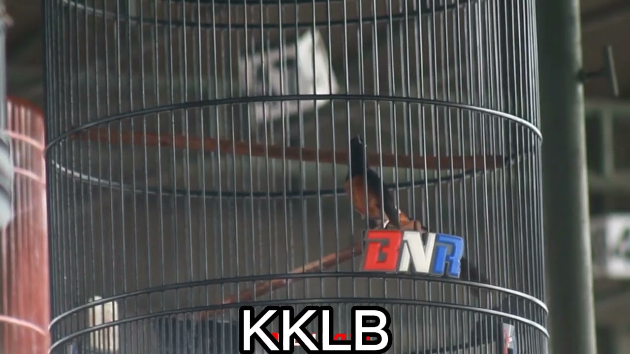 JAYARAKSA MURAI TRAH KONSLET IMAM APAW VOLUME GAYA NGERIII!!!! #muraibatugacor #muraibatufighter