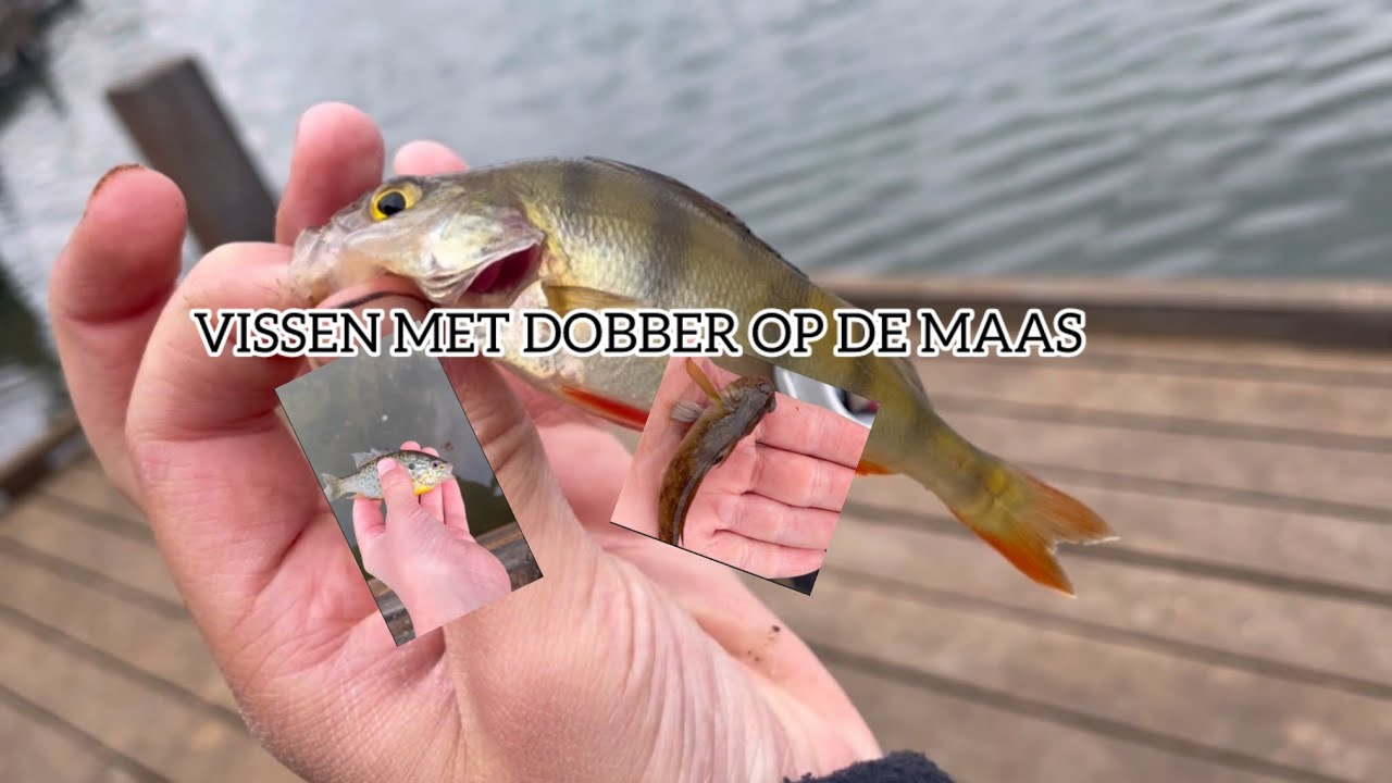 Vissen met de dobber op de Maas￼  (vreemde vissen gevangen)