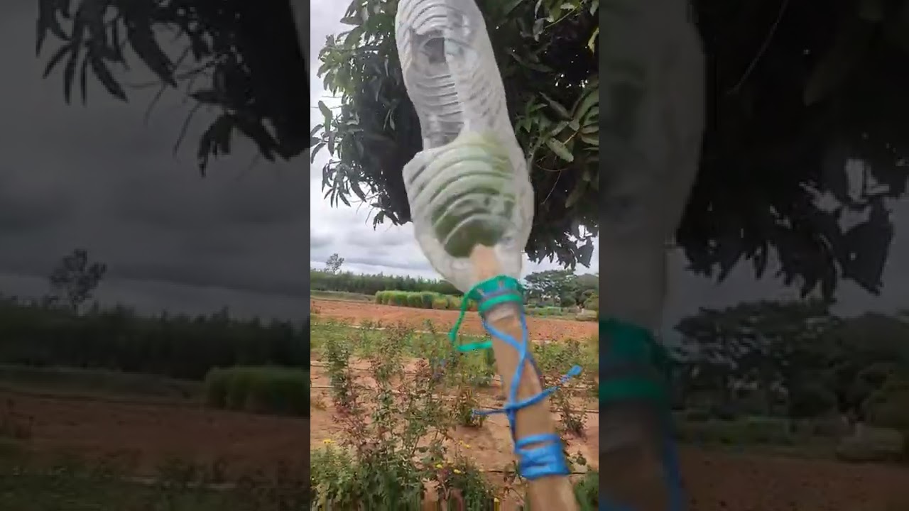 How to pluck the Mangos from tree. From waste plastic bottle. #shorts #mangopluck