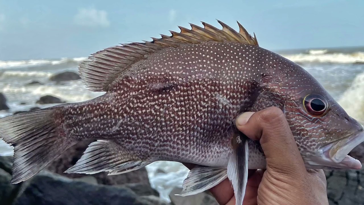 Goa fishing for blubber lip snapper, monsoon fishing / India fishing