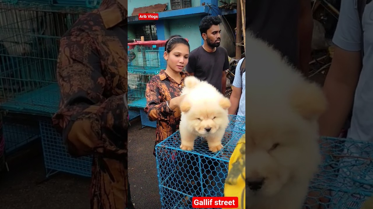 kolkata cheapest dog | galiff street pet market | dog market Kolkata