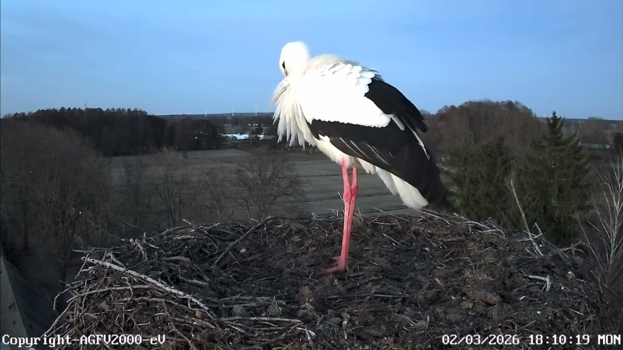 Storchennest Altlandsberg 02.03.2026 (Storchenkamera)