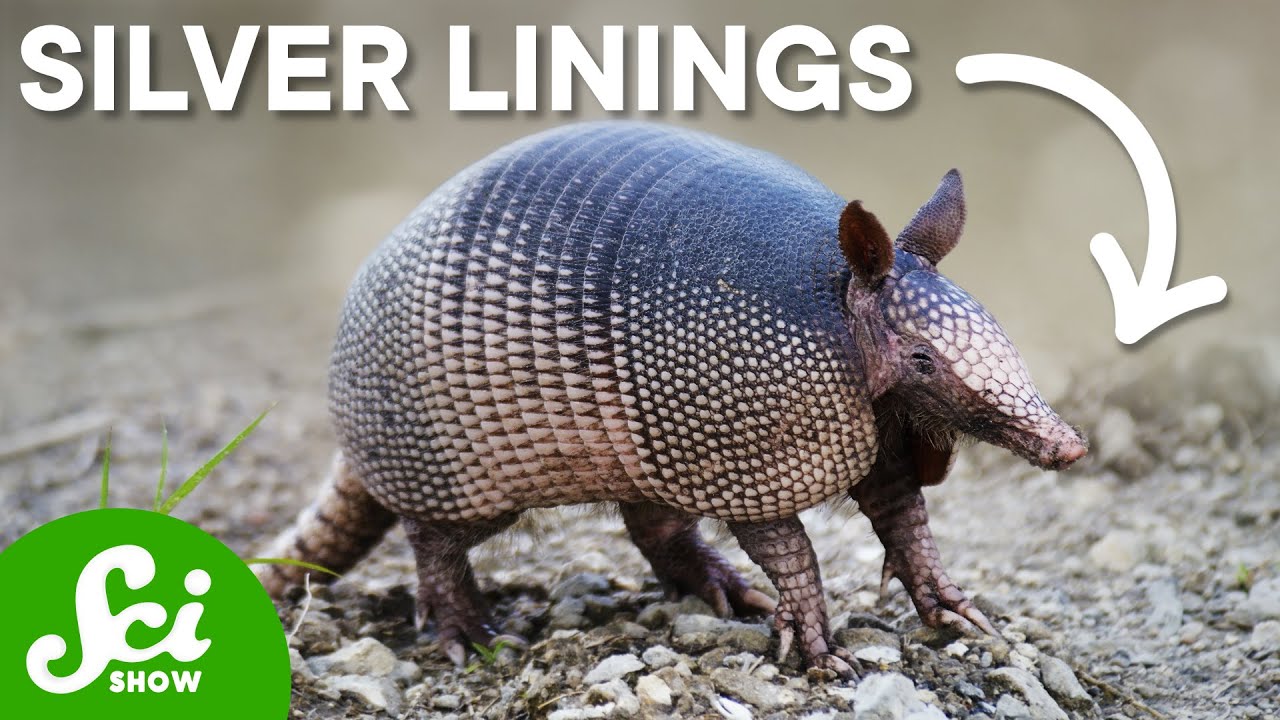 Armadillo Leprosy Could Save Your Life