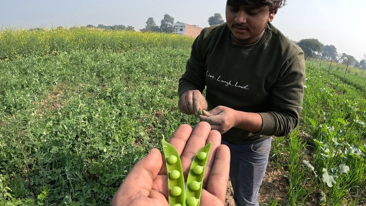 खेतों में छेमी तोड़कर मटर निकले 