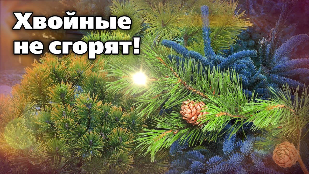 Защита хвойных от весенних ожогов  Подготовка начинается сейчас