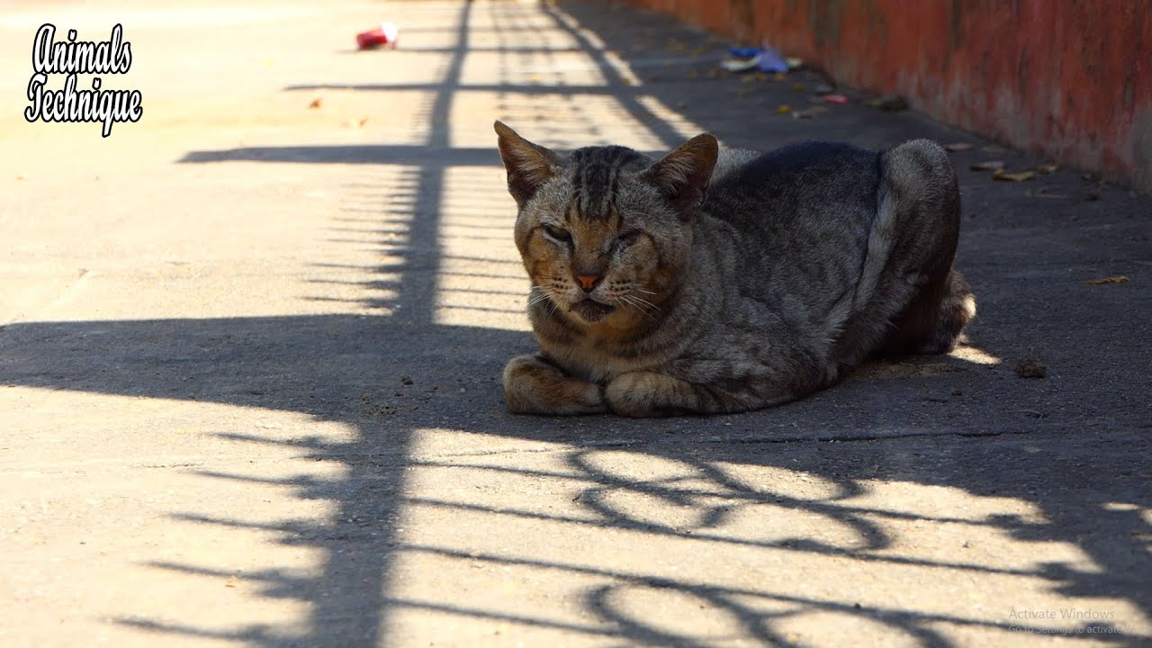 Poor old street blind cat