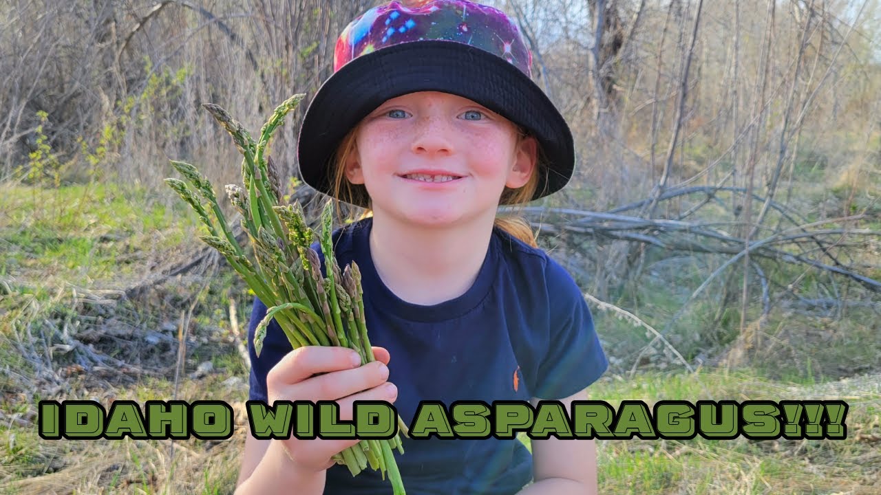 Idaho Wild Asparagus Picking!!! [Pick & Cook with Morels]