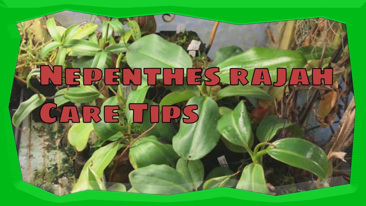 Nepenthes rajah in the Greenhouse. Temperatures, lightning and other conditions.
