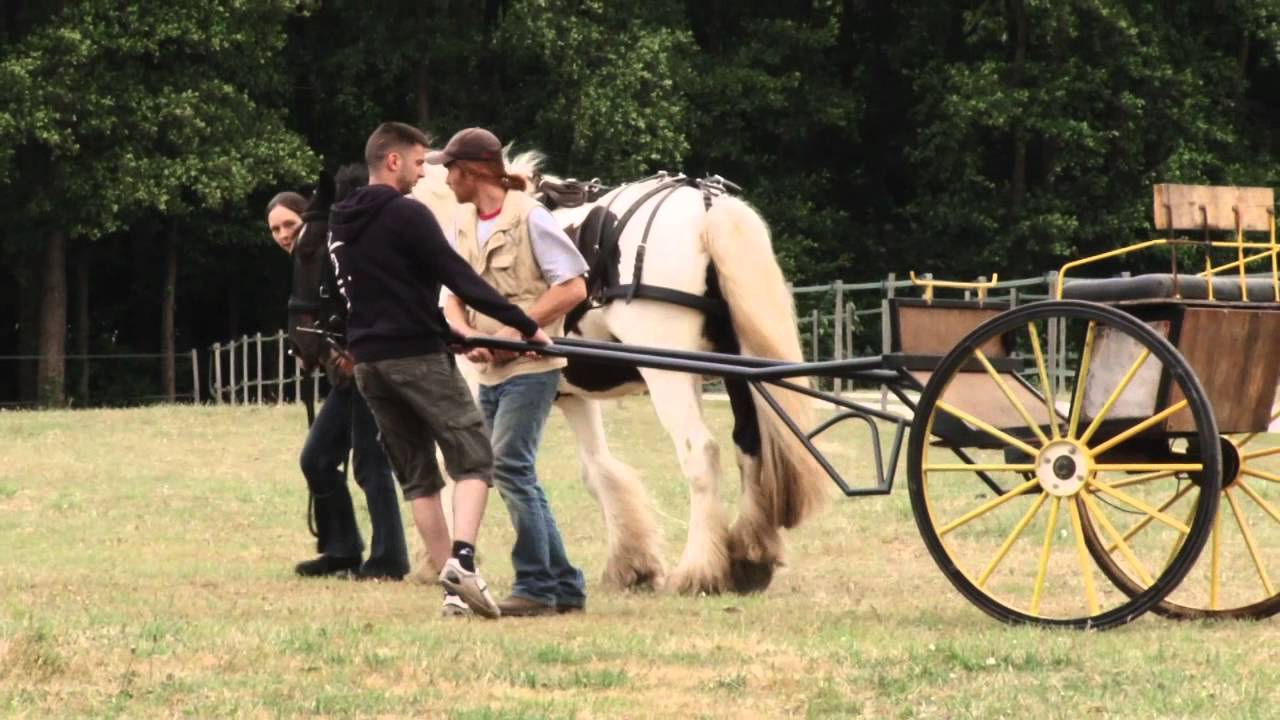 Débourrage attelage, 1ers contacts avec la voiture ^^