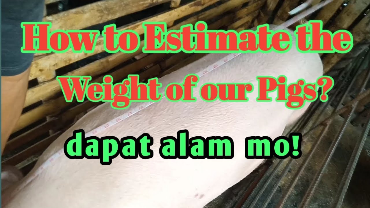 How to estimate the weight | Paano mag estimate ng timbang ng baboy gamit ang tape measure? @victv4739