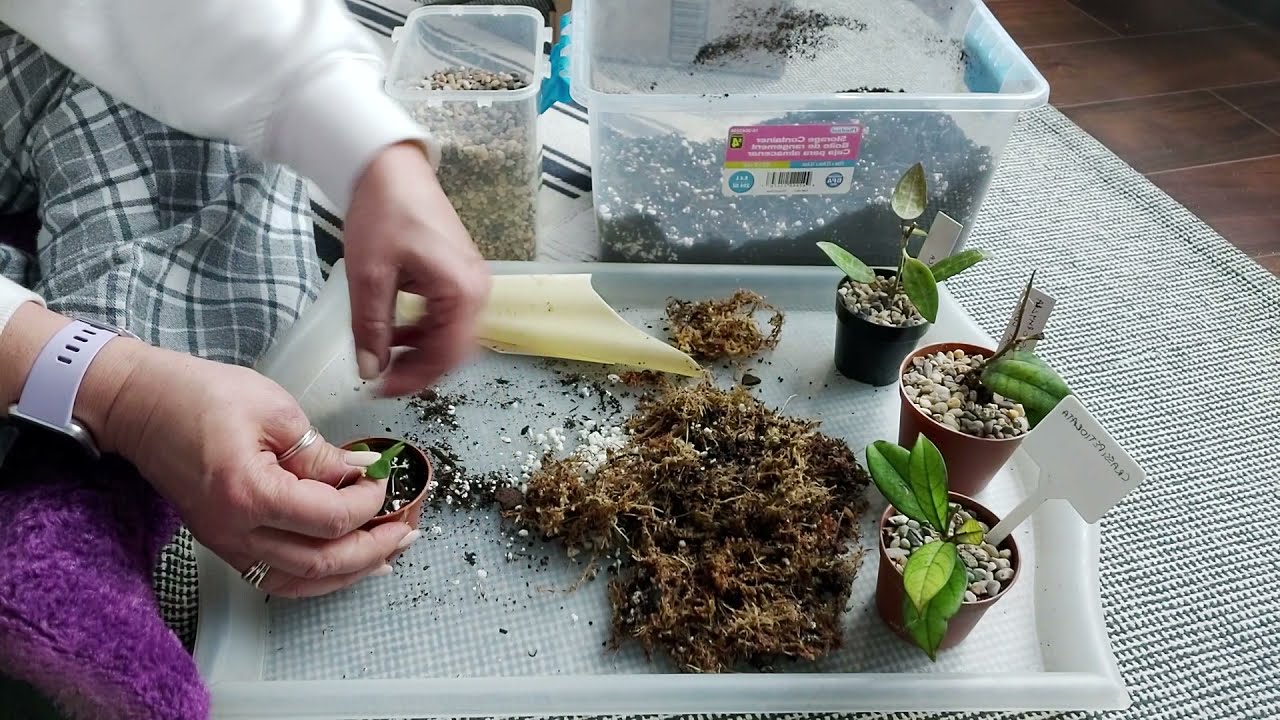 Hoya plant haul and repot /Relax with me! #hoya #plantmom #plantlover