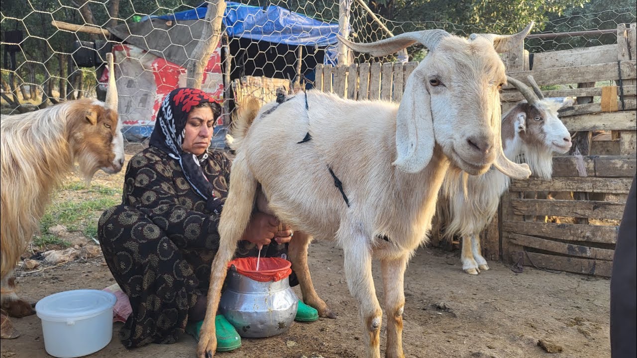 IRAN Nomadic Life: Milking sheep on a spring day