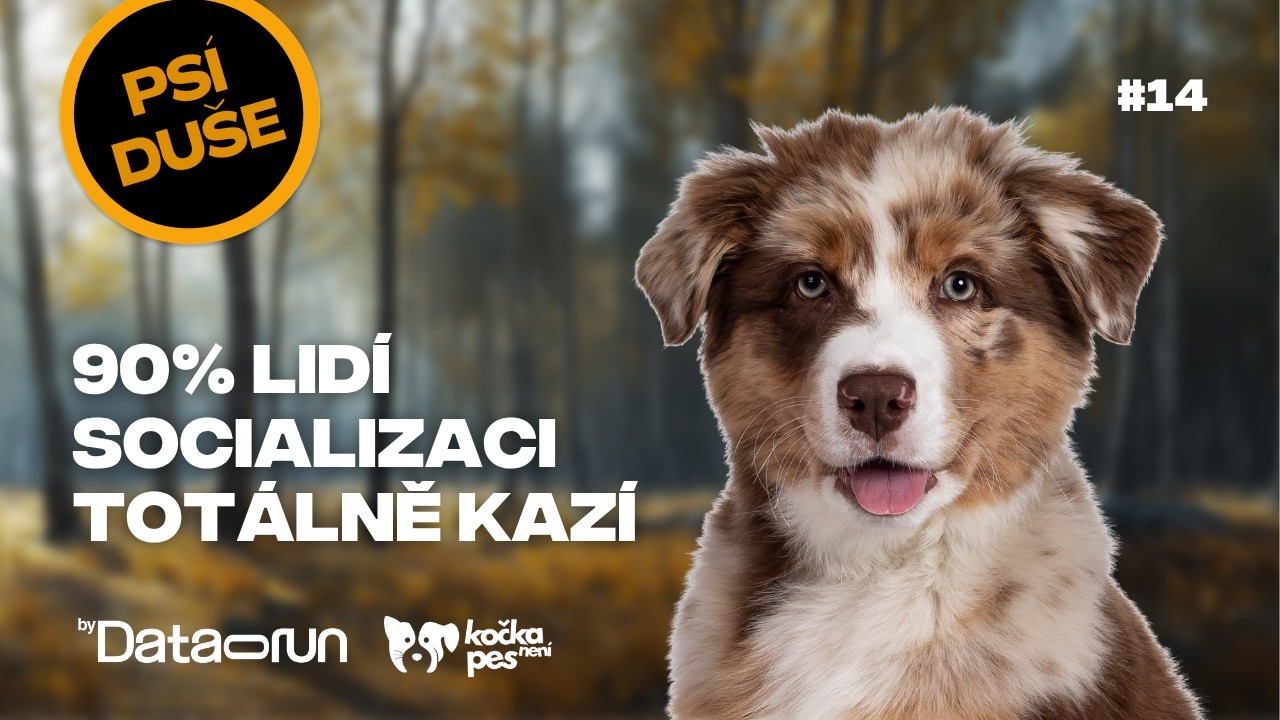 Socializace psa jako test ega: kdo to nezvl&aacute;dne, prohr&aacute;v&aacute; | Ps&iacute; du&scaron;e #14