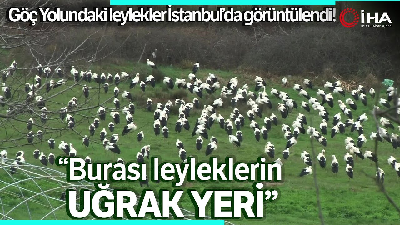 Göç Yolundaki Leylekler Yeşil Alanı Beyaza Çevirdi