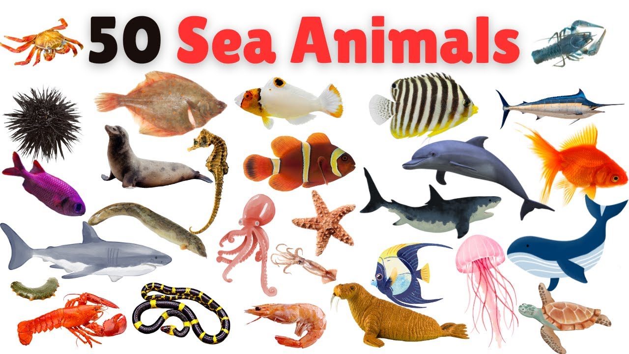 Sea Animals for Kids | Learn 50 Sea Animals Names in English | Water Animals