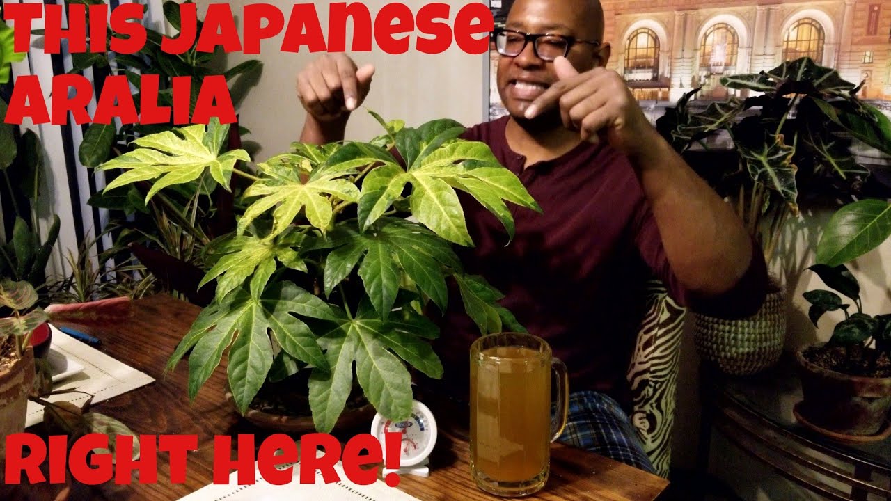 JAPANESE ARALIA DO'S AND DON'TS