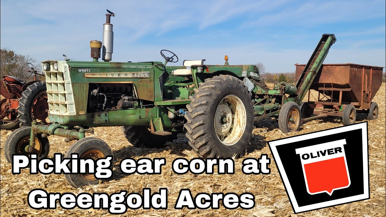 Harvest 2024: Picking and shelling ear corn with vintage Farmall, Oliver and MM equipment.