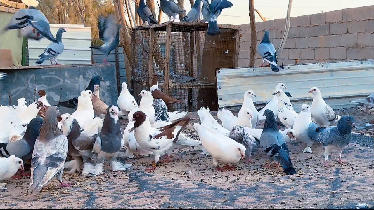 🕊️بدا يزيد والمكان ضاق ايش رايكم نوسع لهن ولا نصرف منهن 🫣