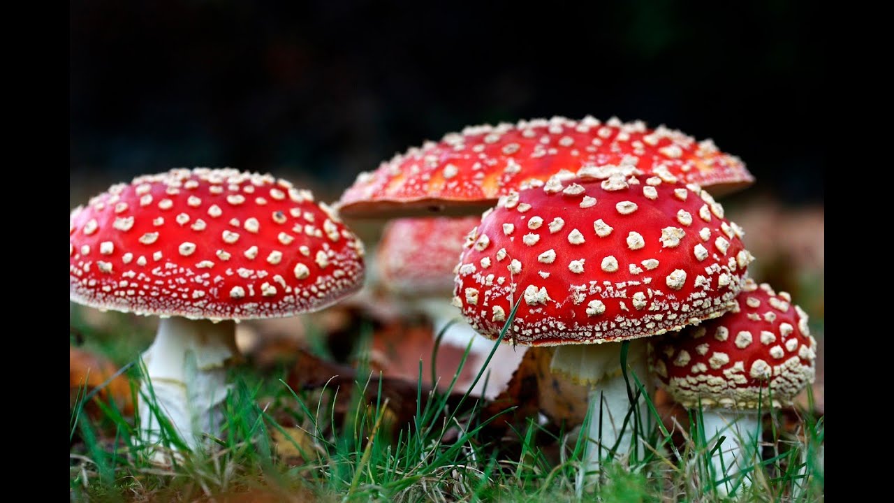 🍄 Amanita muscaria: Explorando los Secretos de la Seta Roja y Blanca 🍄