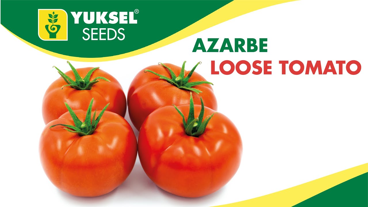 Loose tomato Azarbe | Yuksel Seeds