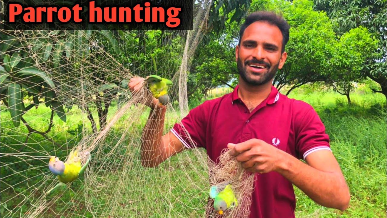 Parrot hunting with jaal || tota pakdne ka tarika || How to Catch Parrot || Parrot natural sounds