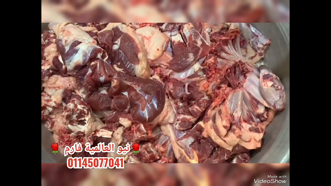 اتفرج على جودة اللحمة  وتصافى خروف برقى حر ميزان قايم ٦١ كيلو