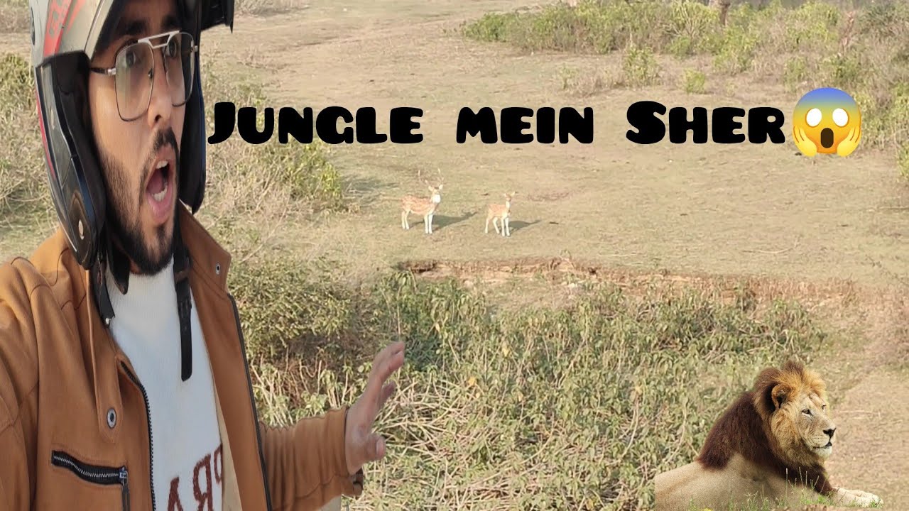 Aaj Sher hamla kar deta😱 #lion #dailyvlogs #viral #youtube 