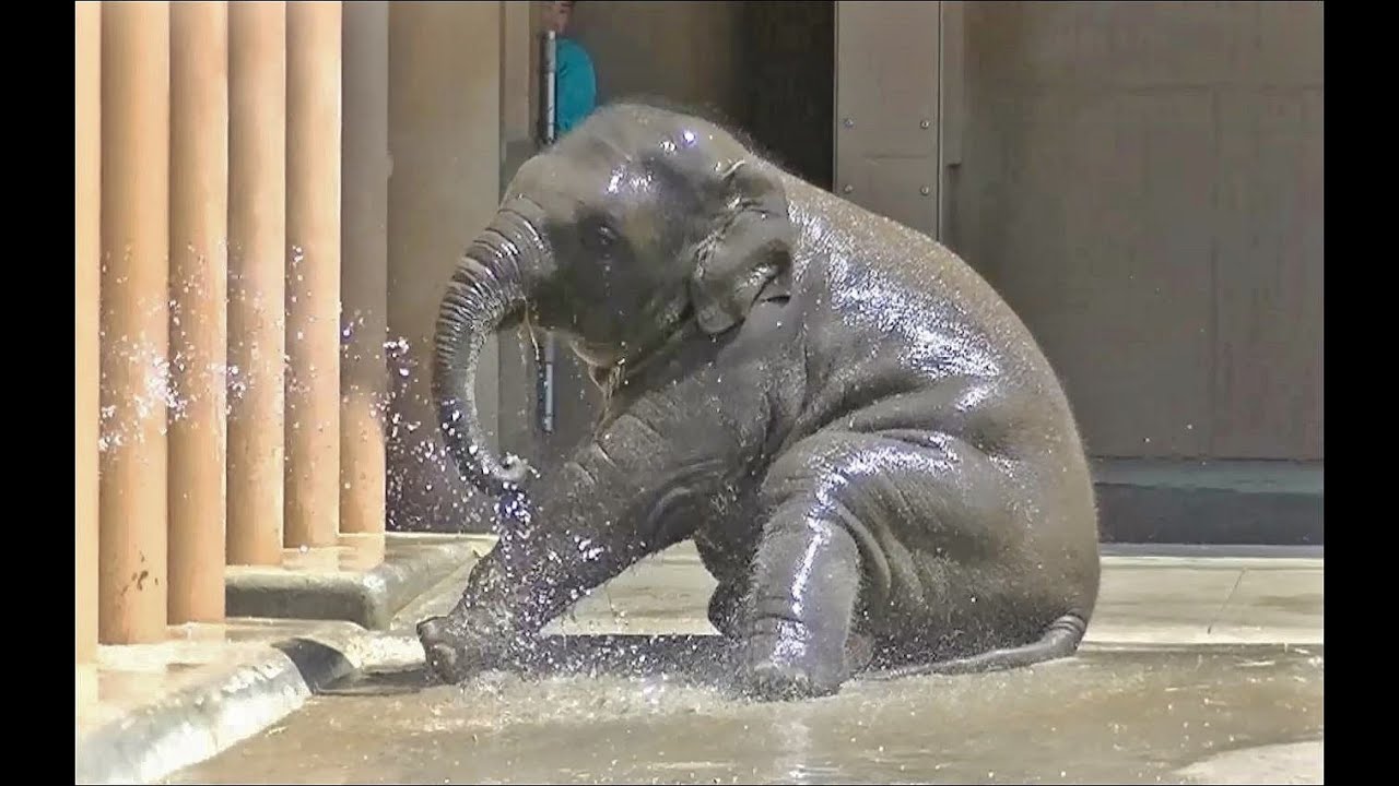 子供ゾウの水浴び part1（名前はさくら）/ 東山動物園