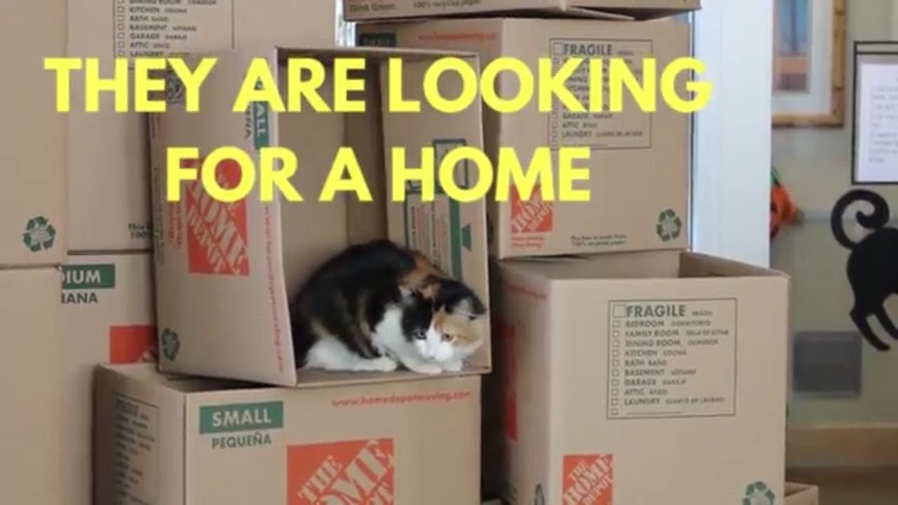 CATS ARE READY TO MOVE!