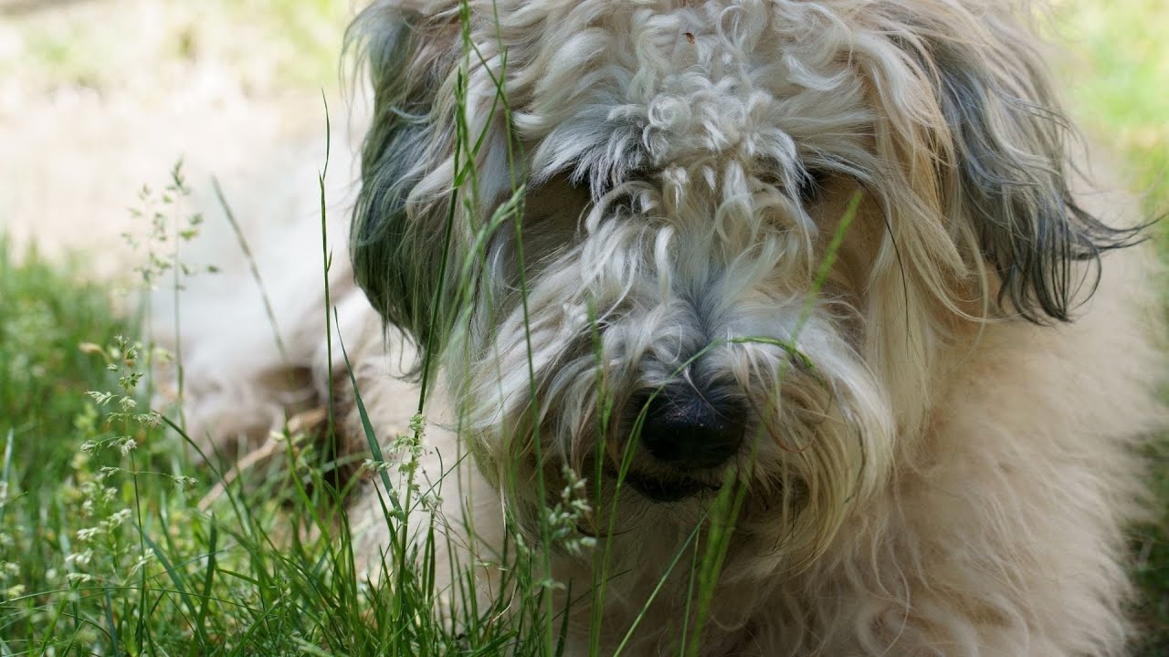 Training Your Soft Coated Wheaten Terrier: Tips and Tricks